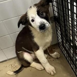 まだ幼い子犬　収容期限3月15日朝まで