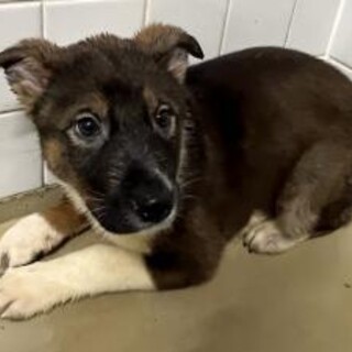 まだ幼い子犬　収容期限3月15日朝まで