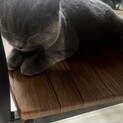 猫譲渡先探しています