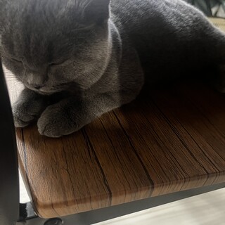 猫譲渡先探しています