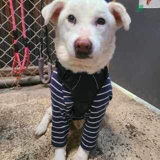 多頭飼育崩壊より保護　ロビン君(まあくんハウス)
