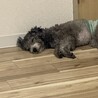おねむ