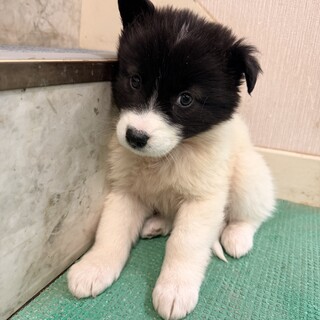 生後1ヶ月の幼い子犬