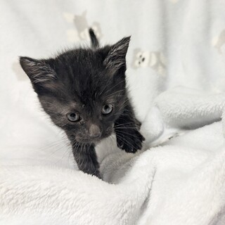 黒猫仔猫 生後2ヶ月程度」岡山県 - 猫の里親募集(539950) :: ペットの