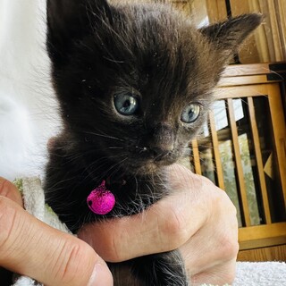 黒猫の赤ちゃん1ヶ月になったばっかり①