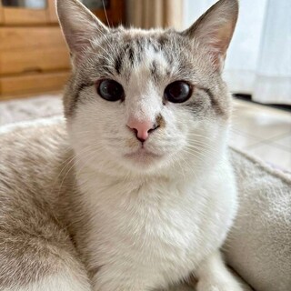 人も好き、抱っこも好き パクくん