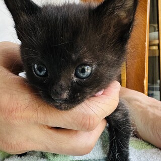 ヒョウ柄のイケニャン、控」兵庫県 - 猫の里親募集(378962