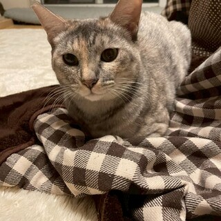 ヒョウ柄×親子猫ちゃん♡4匹A ラッキーセット♡ ヒョウ柄のイケニャン、控」兵庫県 - 猫の里親募集(378962