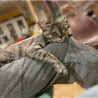 人が大好き甘えん坊、1匹飼い希望です♡ サムネイル2