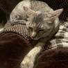 人が大好き甘えん坊、1匹飼い希望です♡ サムネイル3