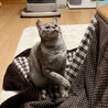 人が大好き甘えん坊、1匹飼い希望です♡ サムネイル4