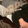 人が大好き甘えん坊、1匹飼い希望です♡ サムネイル5
