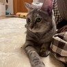 人が大好き甘えん坊、1匹飼い希望です♡ サムネイル6
