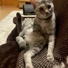 人が大好き甘えん坊、1匹飼い希望です♡ サムネイル7