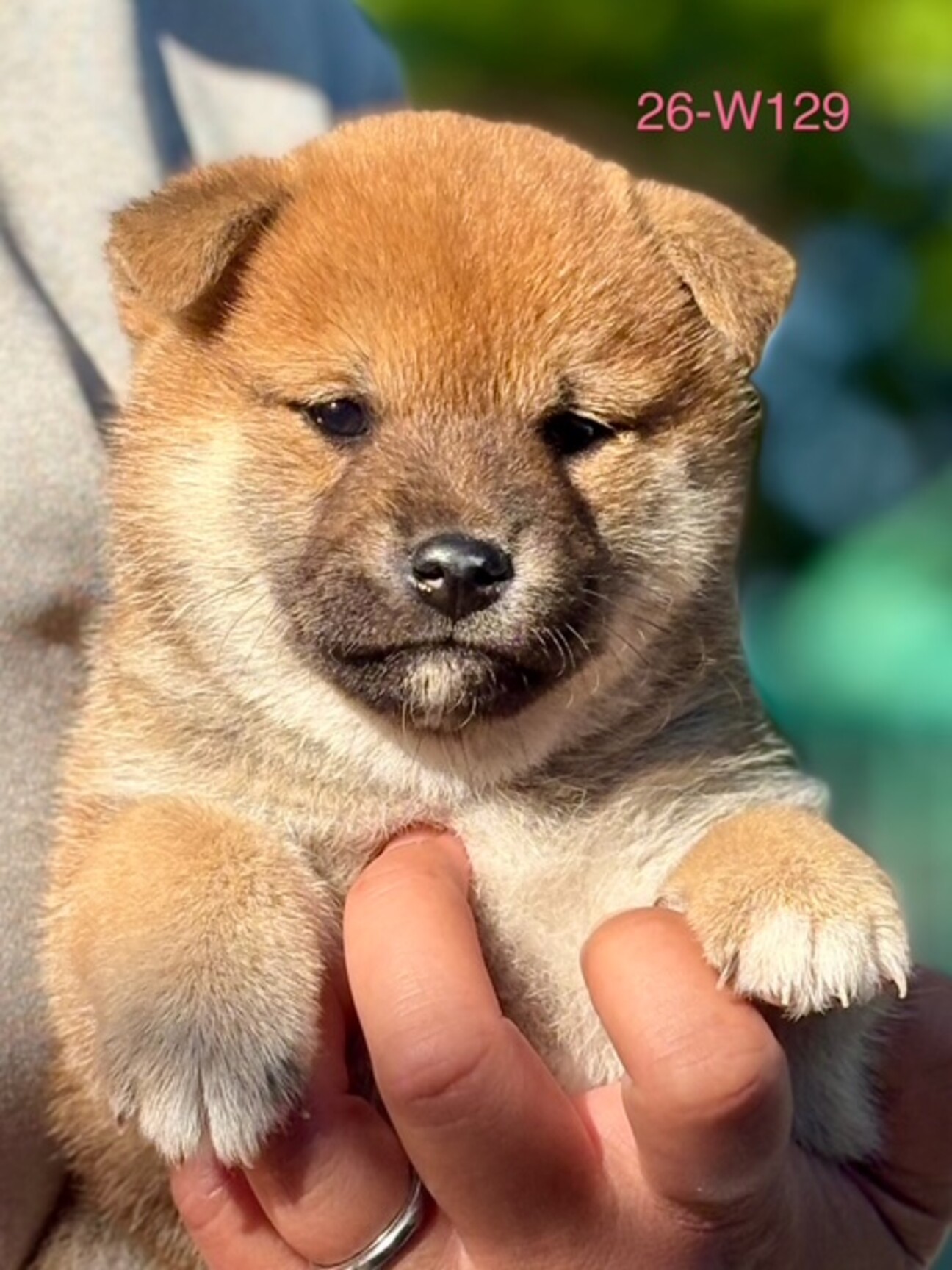 無料 26-W129　柴ベビー可愛過ぎます 26-W129 柴ベビー」滋賀県 - 犬の里親募集(540167) :: ペットの