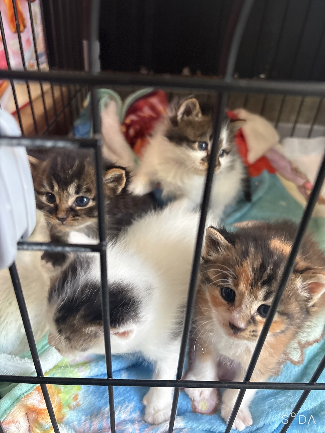 子猫ちゃん4兄妹♡」茨城県 - 猫の里親募集(540169) :: ペットのおうち