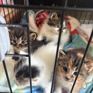 子猫ちゃん4兄妹♡」茨城県 - 猫の里親募集(540169) :: ペットのおうち