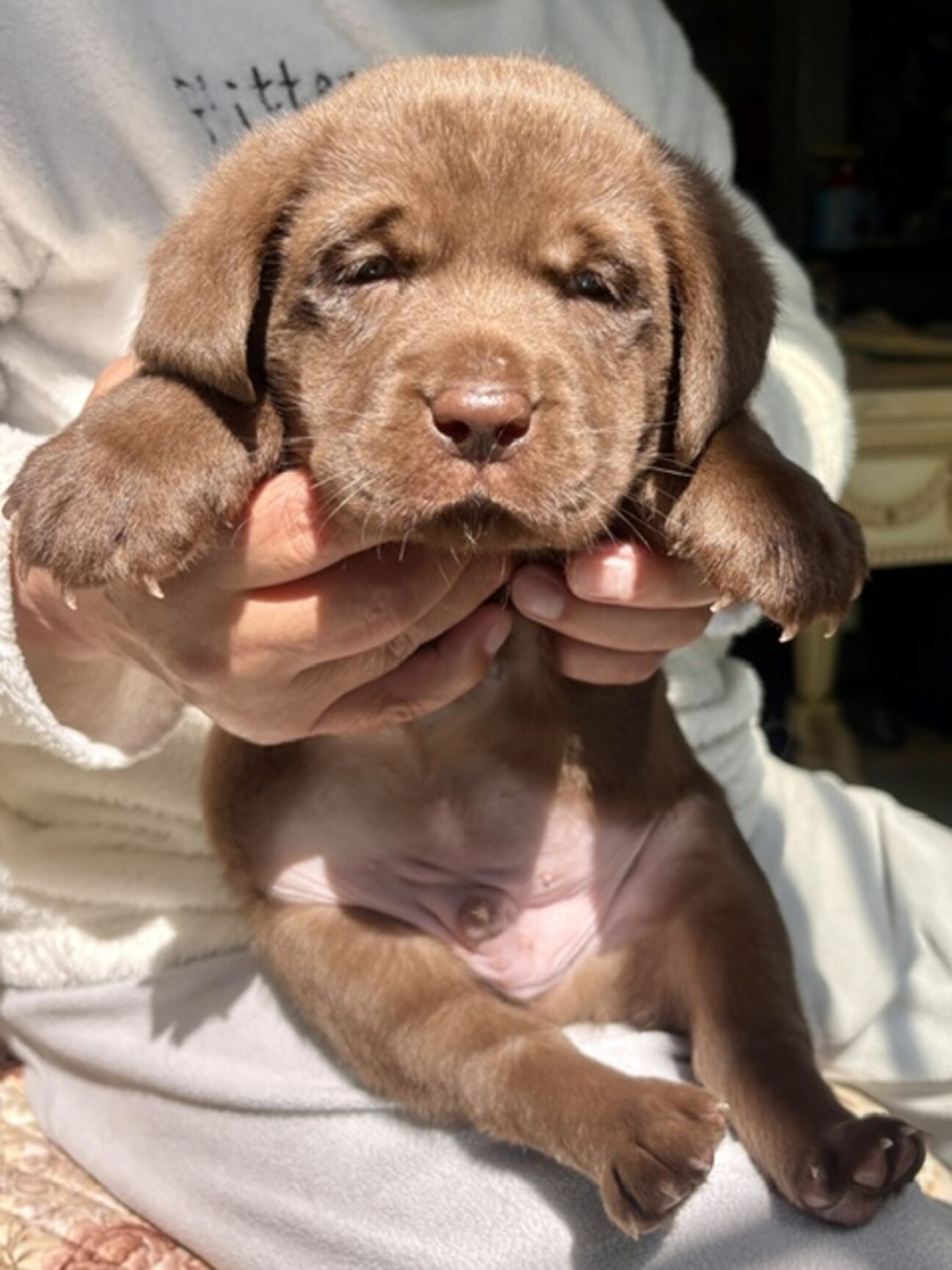 26-M124 チョコラ」滋賀県 - 犬の里親募集(539345) :: ペットの