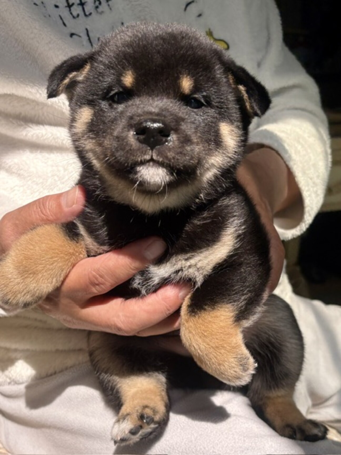 26-M122 黒柴ベビー♪」滋賀県 - 犬の里親募集(539254) :: ペットの