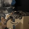 ねこねね