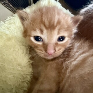 茶トラ　シャクくん　トライアル決定しました