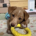 ミルクで育った大らかなメス子犬