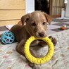 ミルクで育った大らかなメス子犬 サムネイル2