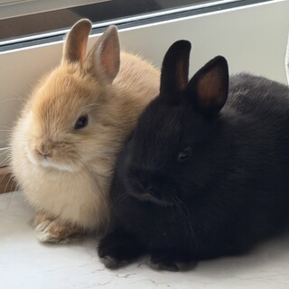 生後1ヶ月半の2匹ネザーランドドワーフ