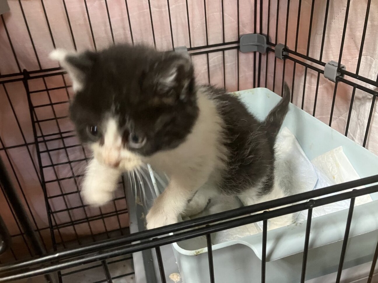 子猫 ハチワレ」大阪府 - 猫の里親募集(540200) 4枚目の画像 :: ペット