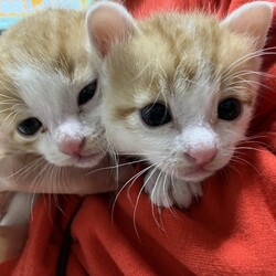 ねこ譲渡会@高槻市 サムネイル2