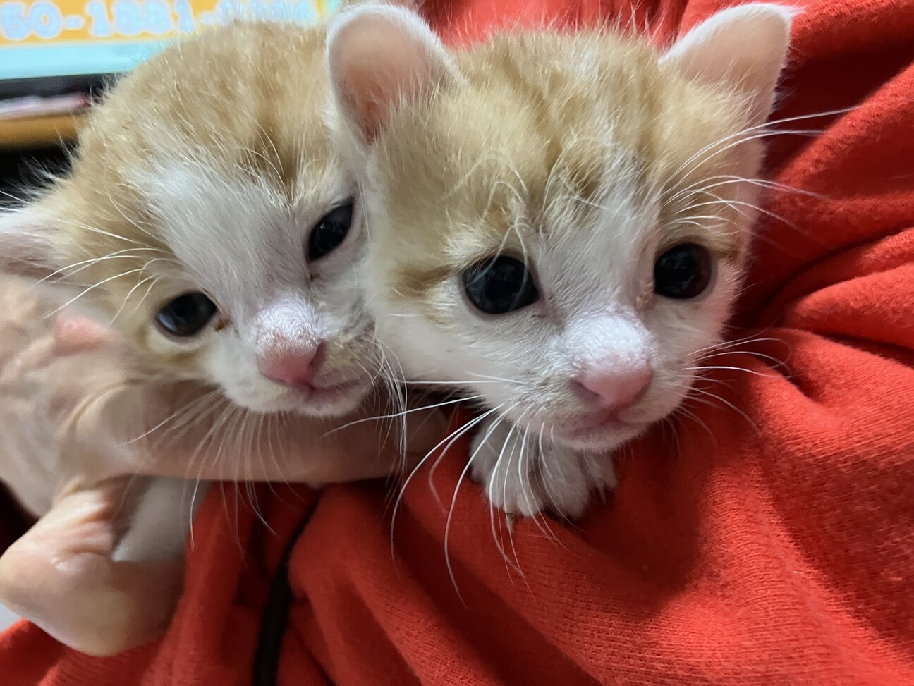 ねこ譲渡会@高槻市」（特定非営利活動法人地域猫管理協会のイベント