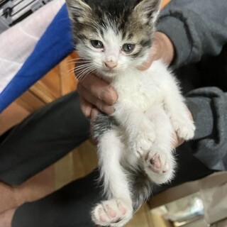 ヒマラヤン フワフワな毛」東京都 - 猫の里親募集(508989