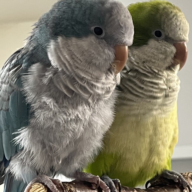 ひじりこのカバー写真