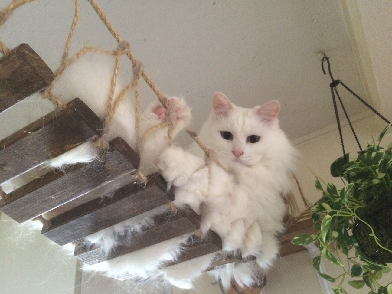 コムギ