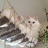 コムギ