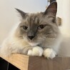 ラグドール　男の子 サムネイル2