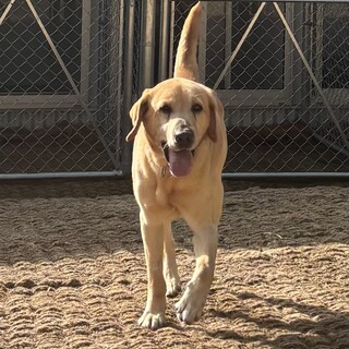 ラブラドールMIXの保護犬里親募集情報 :: ペットのおうち【里親決定30