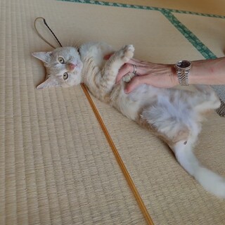 甘えん坊猫ちゃんのご家族募集