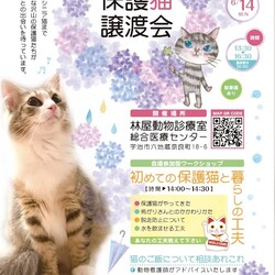保護猫譲渡会@林屋動物診療室総合医療センター