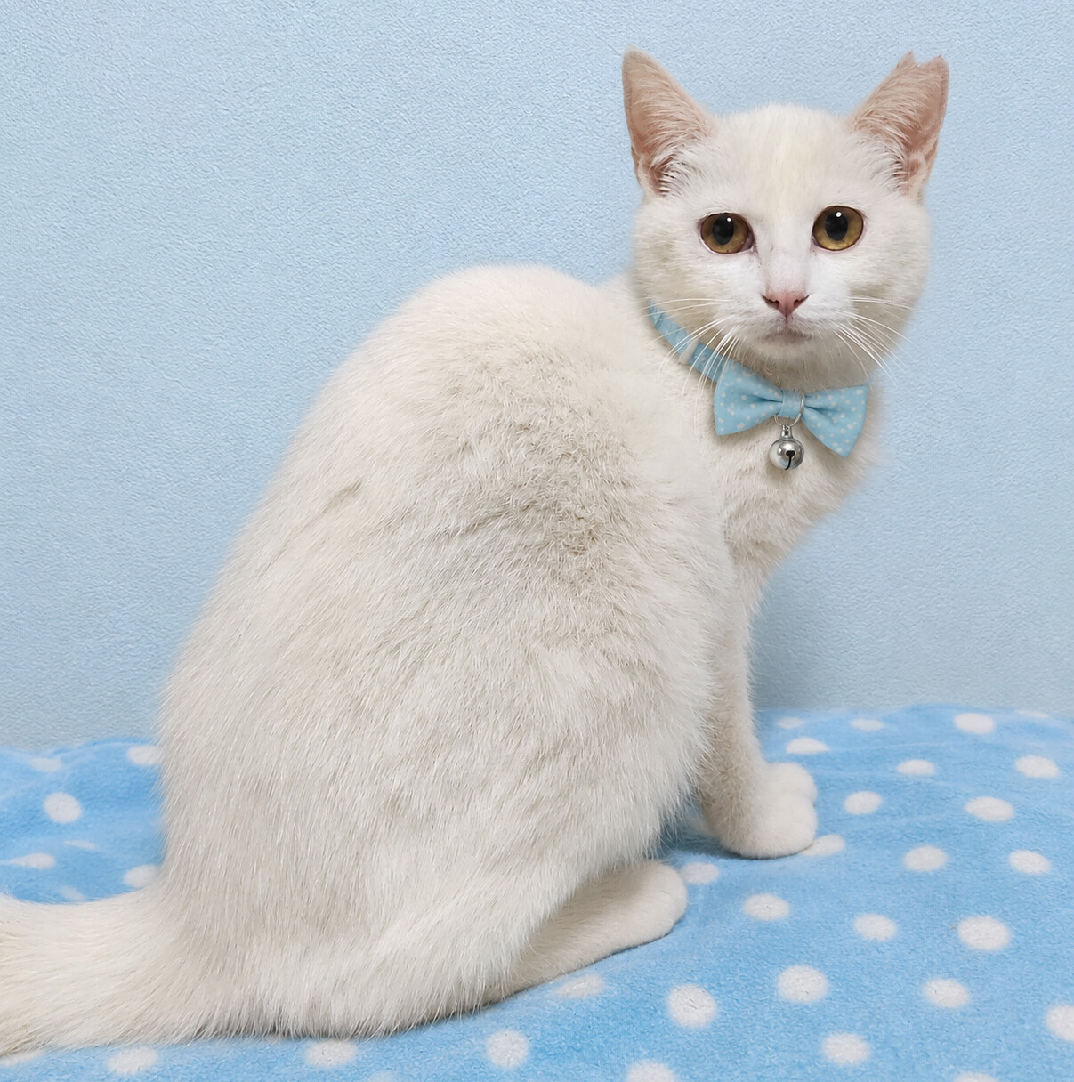 まんまる！丸顔の白猫『も」東京都 - 猫の里親募集(540232) 2枚目の