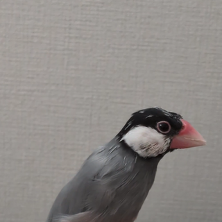 里親決定しました