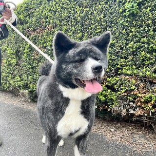 凛と、美しい虎毛秋田犬「幸さち」