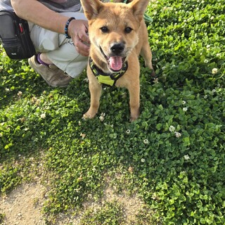 かわいい子犬グリくん