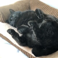 クロエ