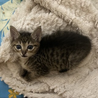 3/26に生まれた子猫の里親さんを探しています