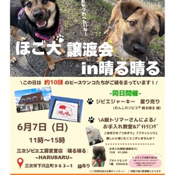 ほご犬譲渡会　in 晴る晴る