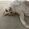 ゆきち