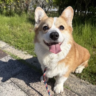 【譲渡決定しました！】ありがとうございました