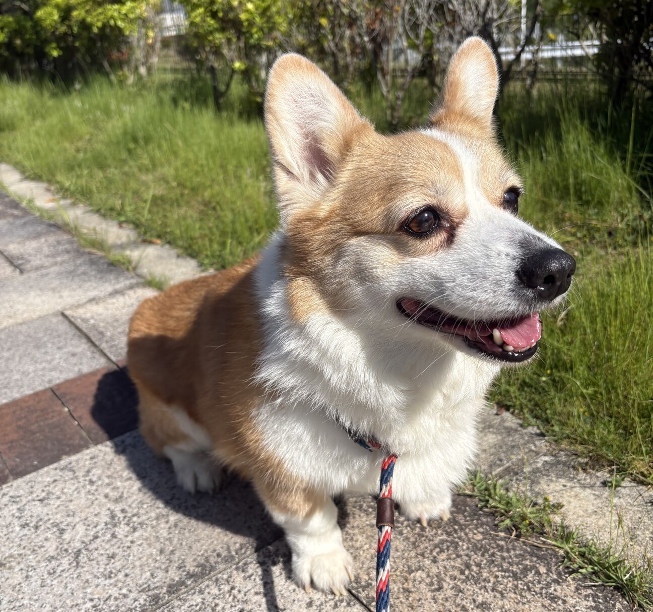 譲渡決定しました！】あ...」大阪府 - 犬の里親募集(540269) 2枚目の 