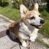 【譲渡決定しました！】ありがとうございました サムネイル2
